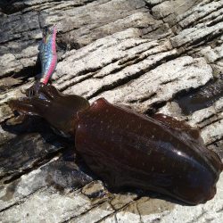 渋い秋イカエギング