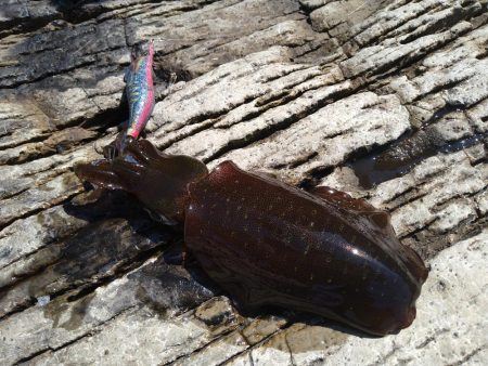 渋い秋イカエギング