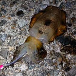 アオリイカ始まりました!