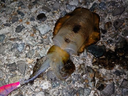 アオリイカ始まりました!