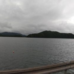 大きな？アジ!!