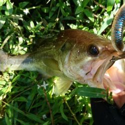 徐々に秋パターンに