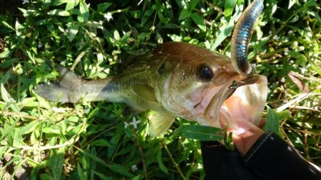 徐々に秋パターンに