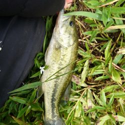雨上がりの短時間釣行