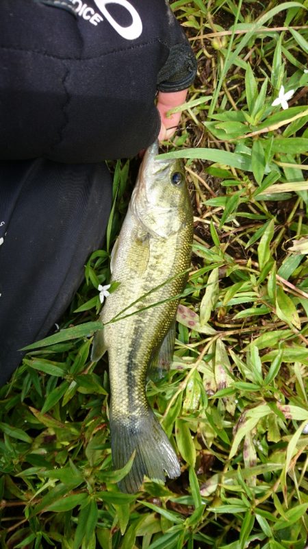 雨上がりの短時間釣行