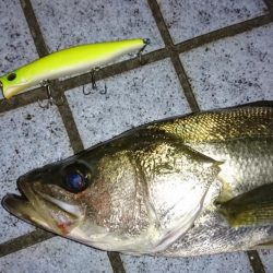 チャートだけで勝負