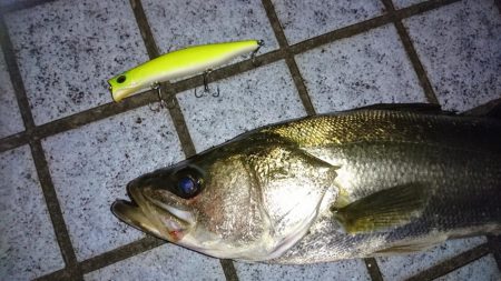 チャートだけで勝負