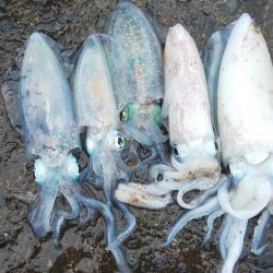 毎度です。アオリ渋かった~