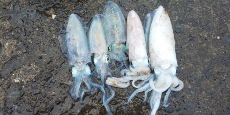 毎度です。アオリ渋かった~