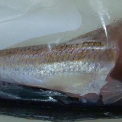 毎度です。ボイル打ちは運次第(汗)