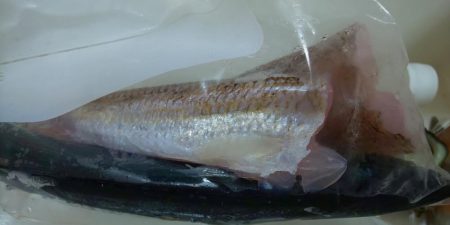 毎度です。ボイル打ちは運次第(汗)