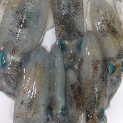 アオリイカエギング