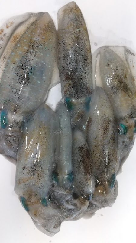 アオリイカエギング