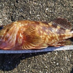 ガシラ自己記録