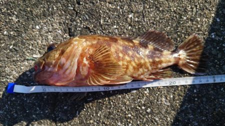 ガシラ自己記録