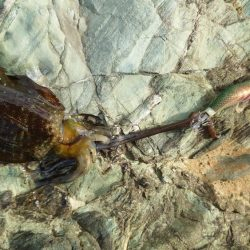 今シーズン初アオリイカ