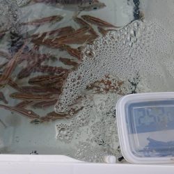 サビキでウリ坊無限