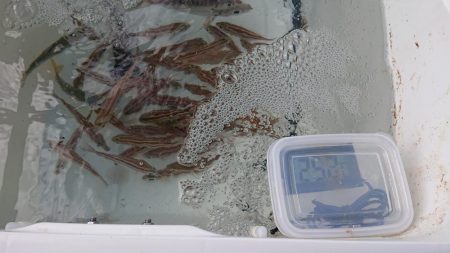 サビキでウリ坊無限