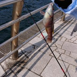 のませでメジロ