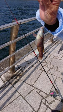 のませでメジロ