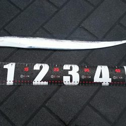 今年初タチウオ