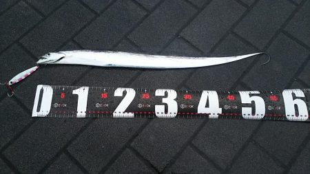 今年初タチウオ