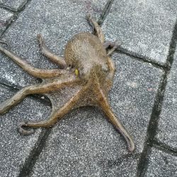 メタルジグにタコ