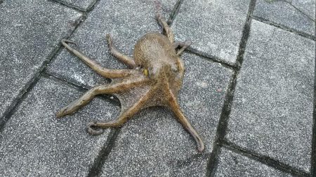 メタルジグにタコ