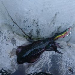 貸しボートエギング