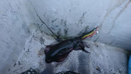 貸しボートエギング