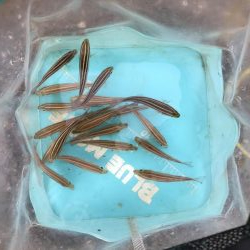 うりぼうとイカ様