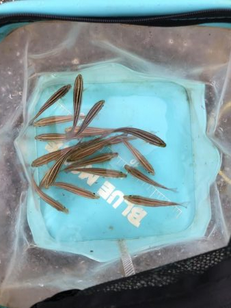 うりぼうとイカ様