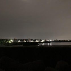 秋アオリイカ②