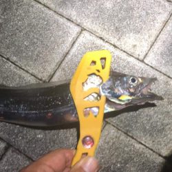 連日の南港太刀魚！