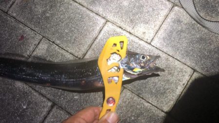 連日の南港太刀魚！
