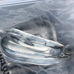 朝マズメの太刀魚釣り