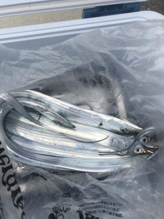 朝マズメの太刀魚釣り