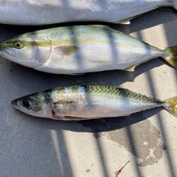 ジギングも終盤に