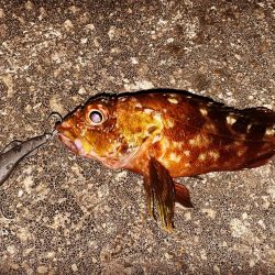 1時間ナイトゲーム