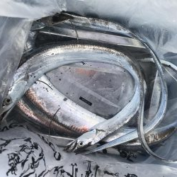 朝マズメの太刀魚釣り