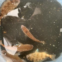 今年初タチウオGET!!