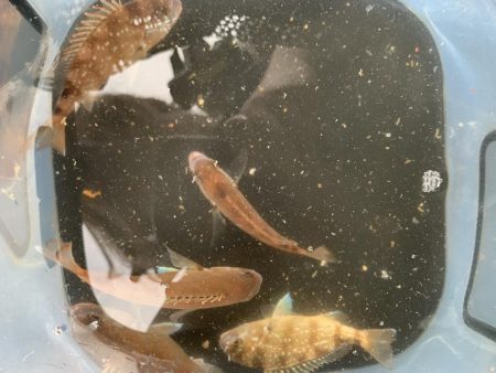 今年初タチウオGET!!