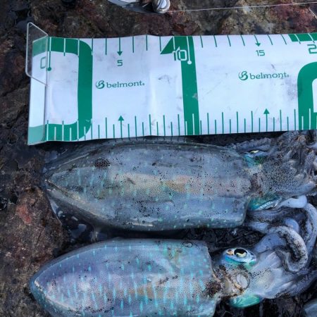 2021佐渡ヶ島 エギング 4回目