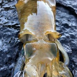 2021佐渡ヶ島 エギング 6回目