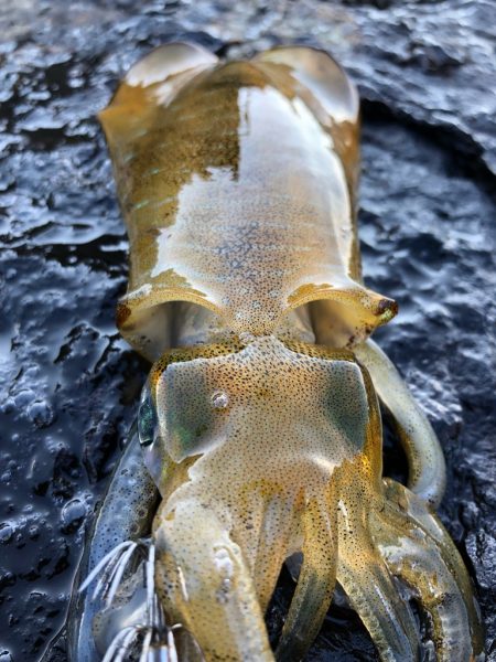 2021佐渡ヶ島 エギング 6回目