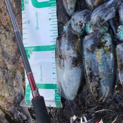 2021佐渡ヶ島 エギング 7回目