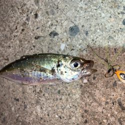 アジが釣れた！