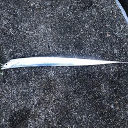 タチウオ勉強中