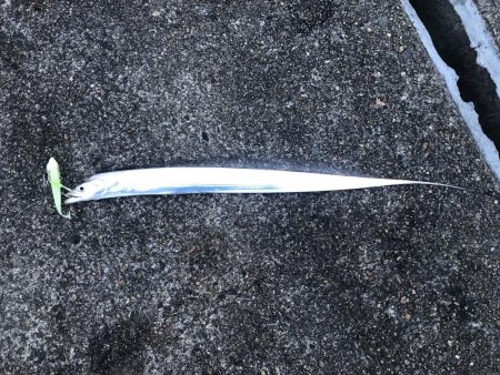 タチウオ勉強中