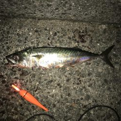 シーズン初タチ